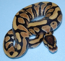 desert 1