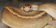 Champagne Female