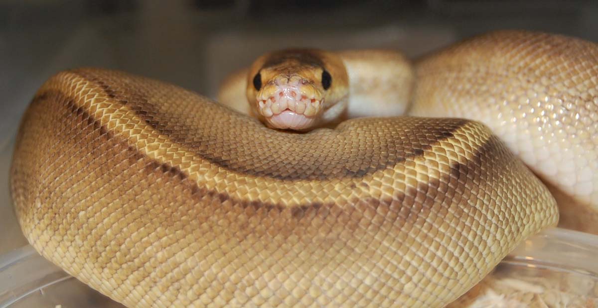 Champagne Female