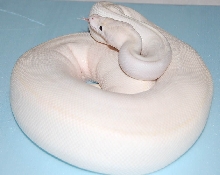 Female Ivory