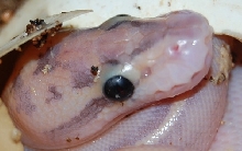 Puma in the Egg