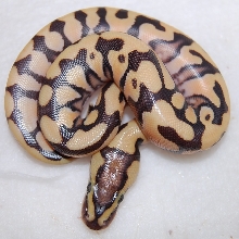 Tiger Male (PE LINE)