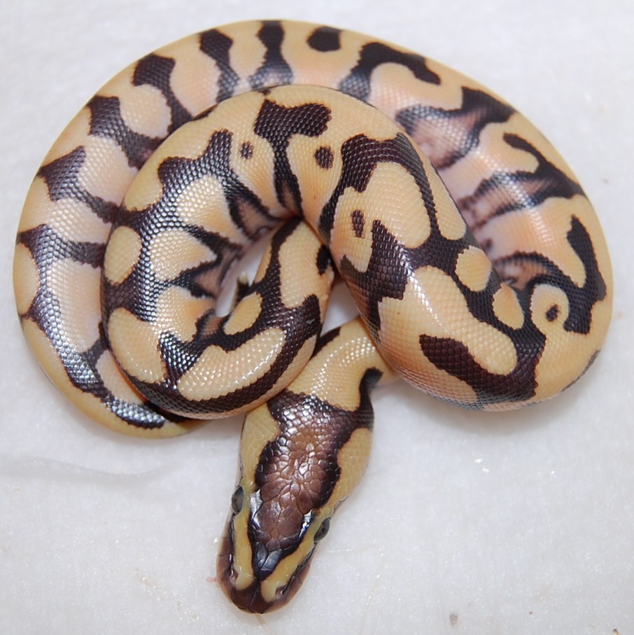 Tiger Male (PE LINE)