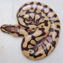 Tiger male