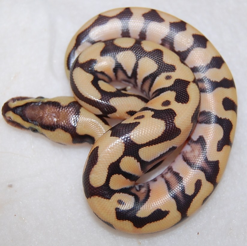 Tiger male