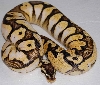 Pastel Calico Male