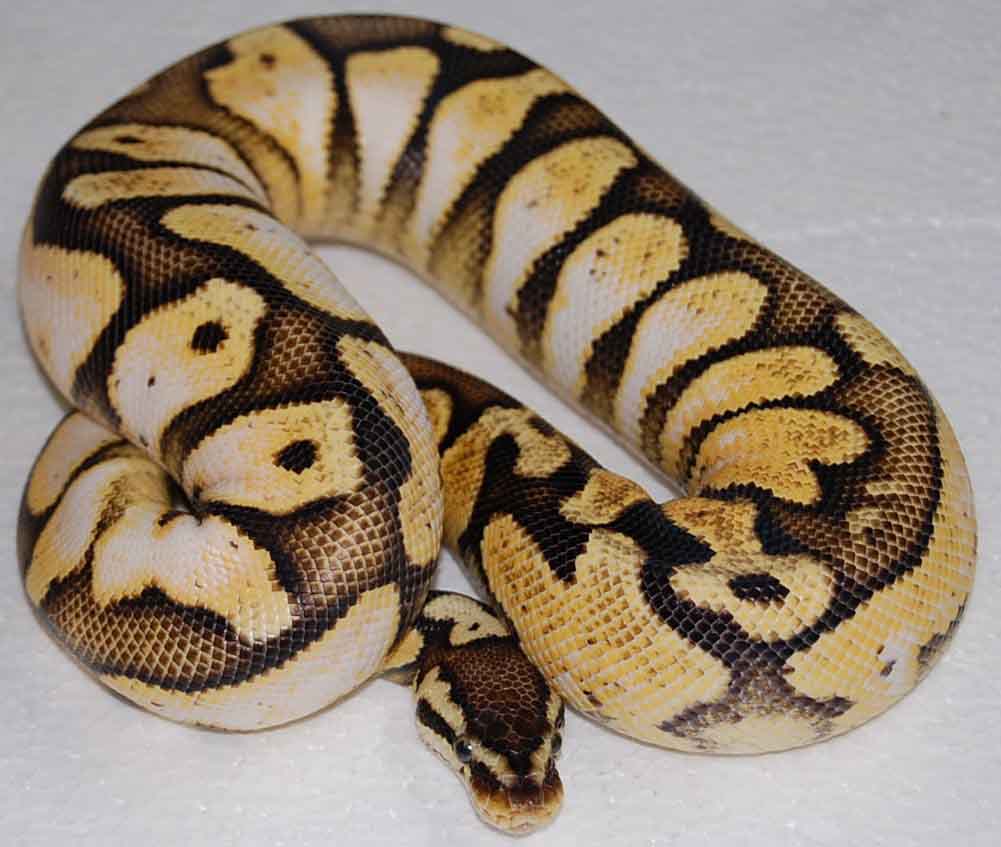 Pastel Calico Male