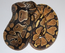 Hp Dorsal compare shot