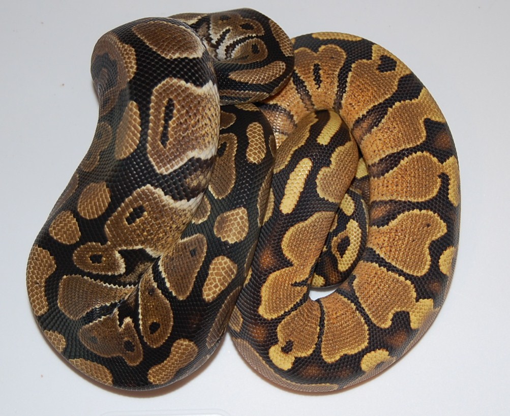 Hp Dorsal compare shot
