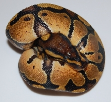 Enchi Female