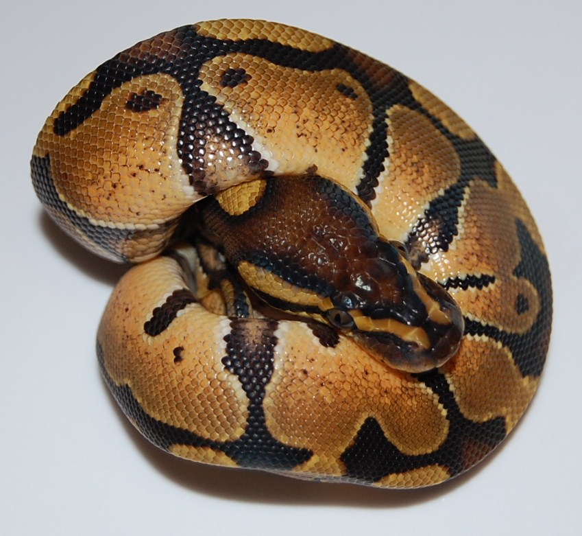 Enchi Female