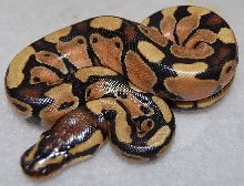 Enchi female