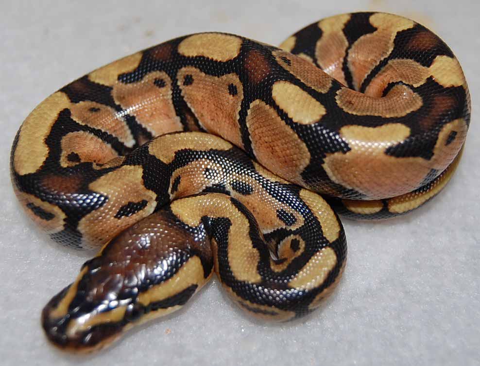Enchi female