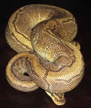 Enchipin pos het pied female