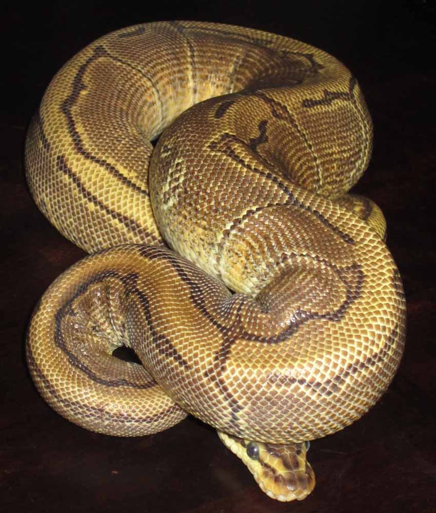 Enchipin pos het pied female