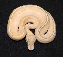 2011 Puma male