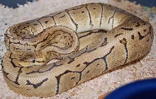 Lemonblast Female