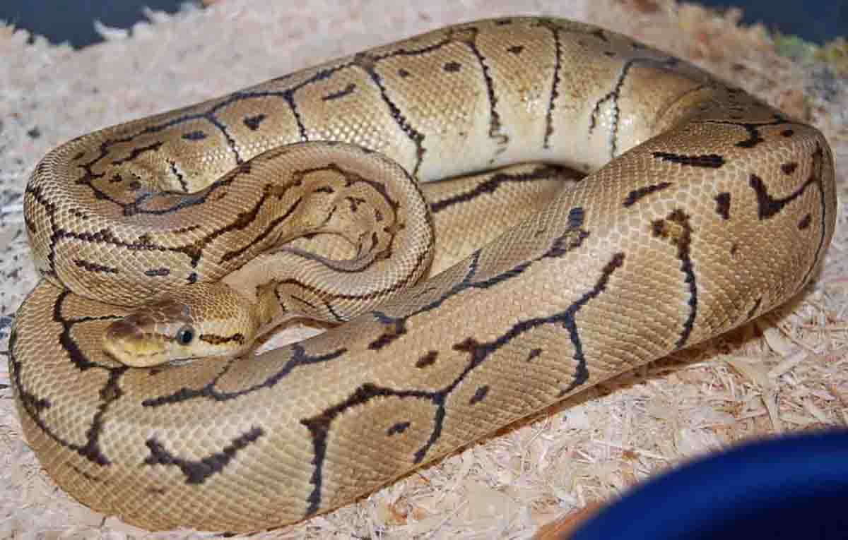 Lemonblast Female