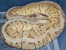 Lemonblast Yellowbelly female