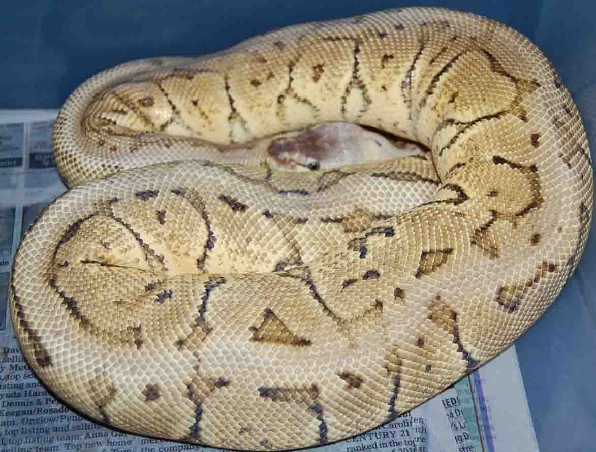 Lemonblast Yellowbelly female