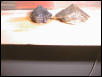 my turt's
