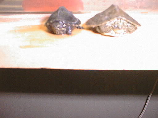 my turt's