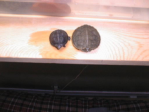 My 2 Babies