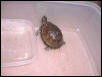 My box turtle