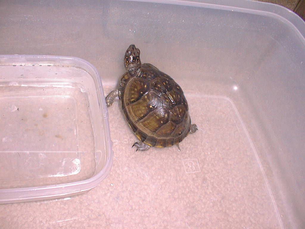 My box turtle