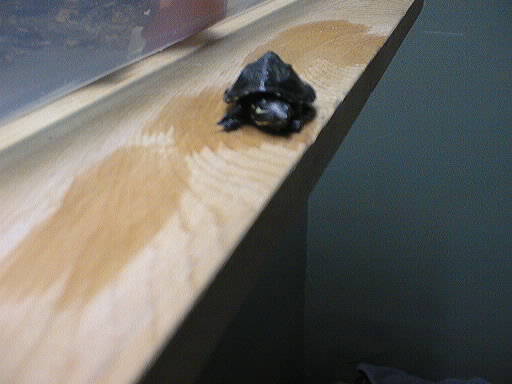 snappy the musk turtle
