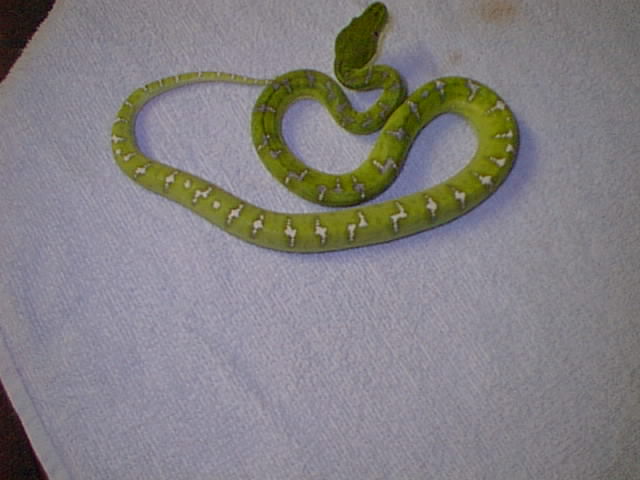 High White Emerald