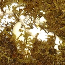 eggs1