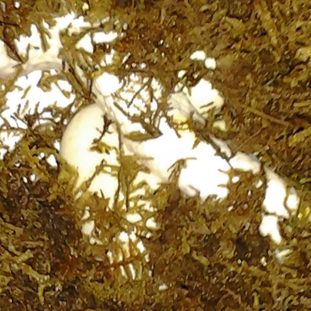 eggs1