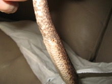 savu 2