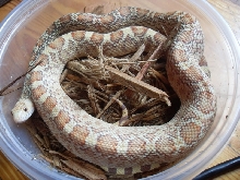 Rusty Sonoran