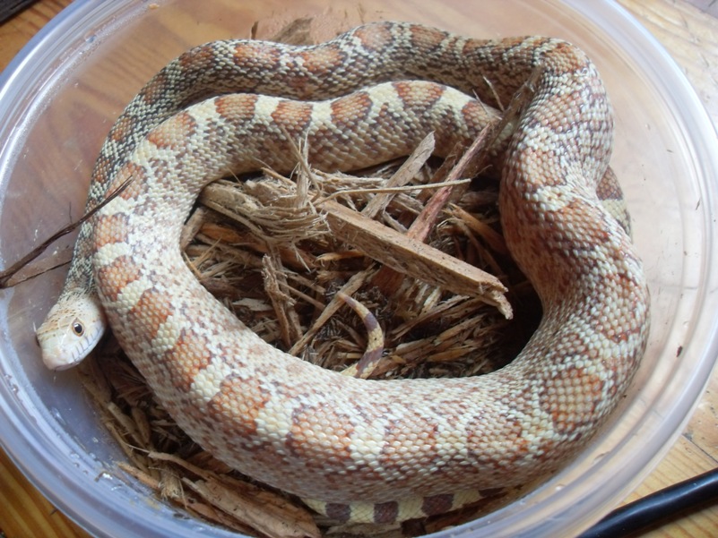 Rusty Sonoran