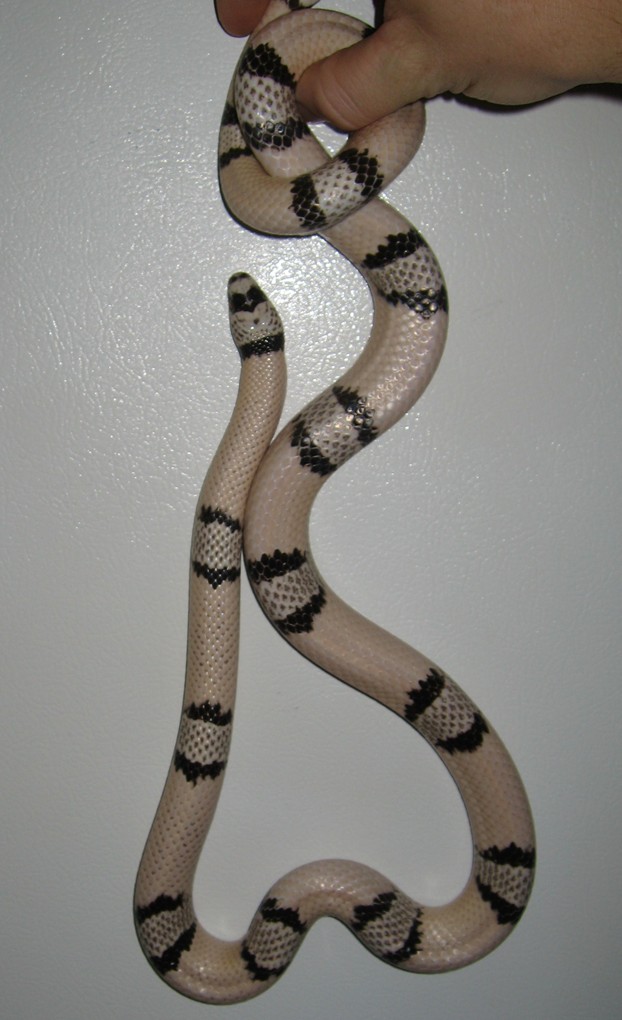 Ghost 1
