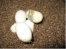 Eggs 1