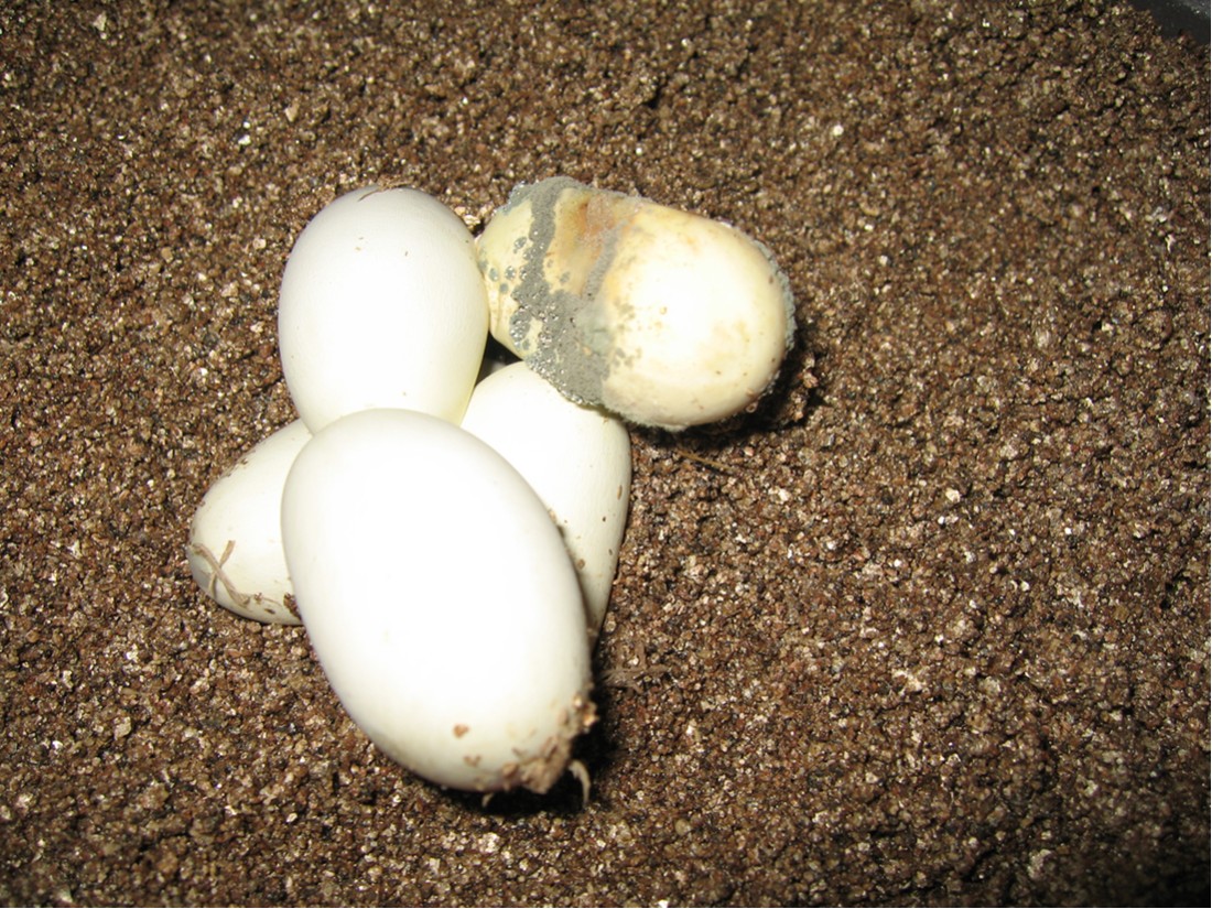 Eggs 1