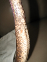 Savu