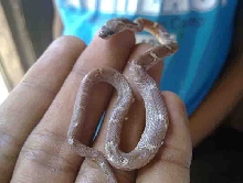 Little one