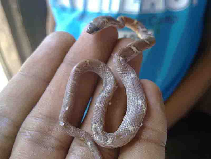 Little one