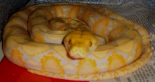 Albino Retic