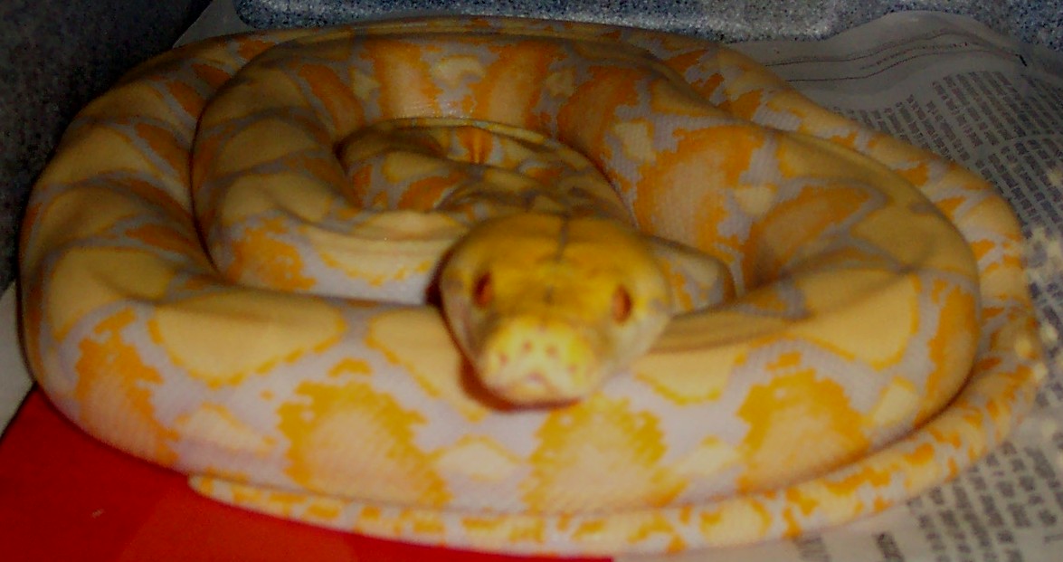 Albino Retic