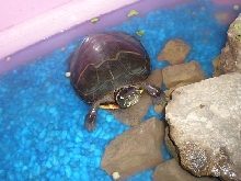 Pauline the Midland Painted turtle