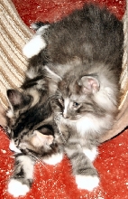 Podge & Sister