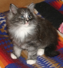 Mew I'm Podge