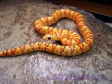 Lampropeltis leonis