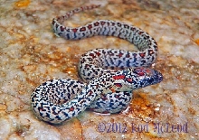 Granite mex mex female