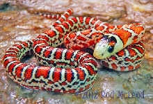 Lampropeltis pyromelana knoblochi female